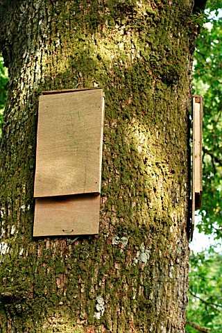 BAT_BOX_ON_OAK_TREE