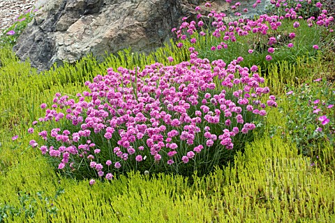 ARMERIA_MARITIMA