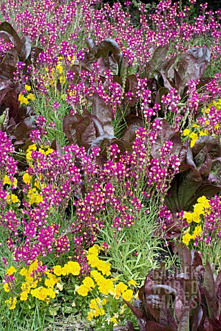 LINARIA_ENCHANTMENT_AND_LETTUCE