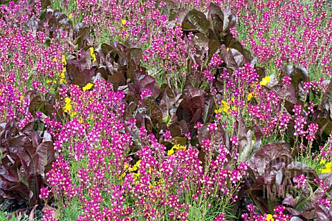 image gallery linaria enchantment image gallery linaria enchantment