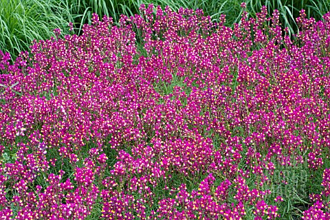 image gallery linaria enchantment image gallery linaria enchantment