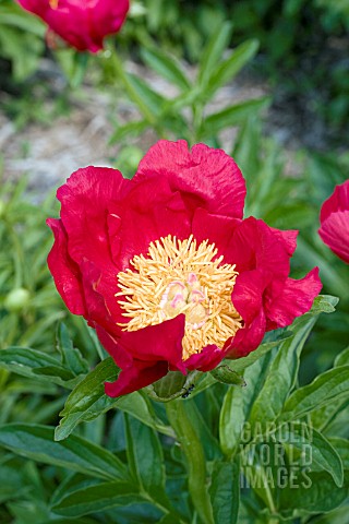 PAEONIA_YOUR_MAJESTY