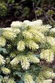 PICEA PUNGENS SPRING GHOST