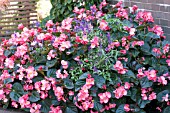 BEGONIA AND SALVIA CONTAINER