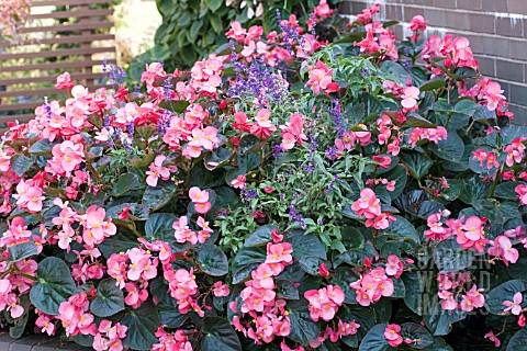 BEGONIA_AND_SALVIA_CONTAINER