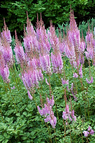 ASTILBE_CHINENSIS_PURPLE_CANDLES