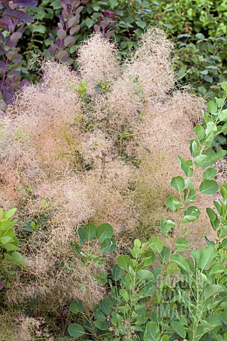 COTINUS_COGGYGRIA_YOUNG_LADY