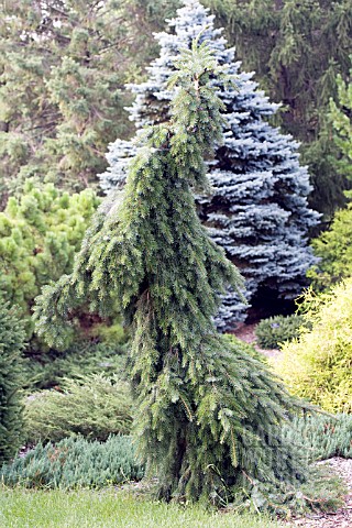 PICEA_OMORIKA_PENDULA_BRUNS