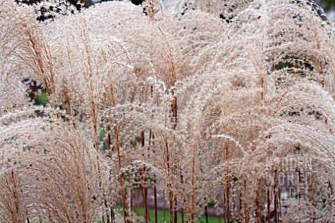 MISCANTHUS_SINENSIS_MALEPARTUS_SEED_HEADS