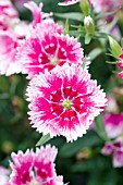 DIANTHUS IDEAL SELECT WHITEFIRE