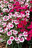 DIANTHUS IDEAL SWEETHEART MIX