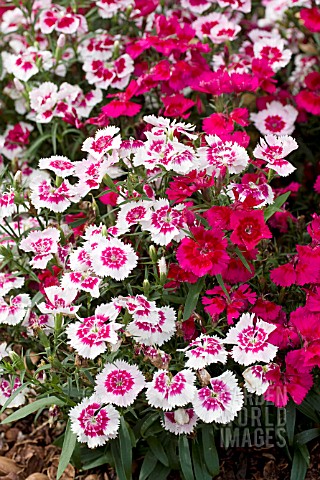 DIANTHUS_IDEAL_SWEETHEART_MIX