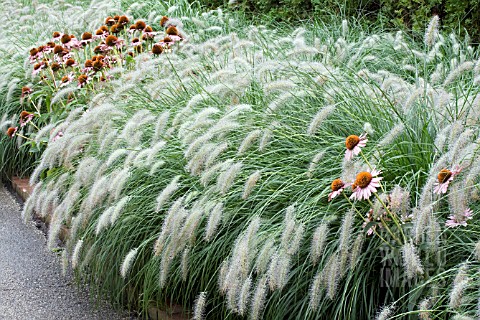 PENNISETUM_ALOPECUROIDES_HAMELN