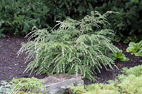 TSUGA_CANADENSIS_GENTSCH_WHITE