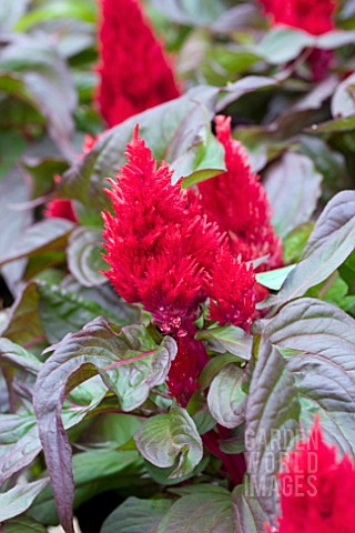 CELOSIA_SMART_LOOK_RED