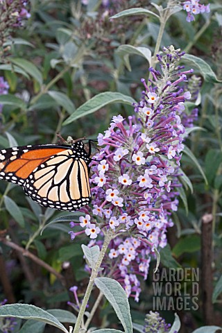 BUDDLEIA_WITH_BUTTERFLY