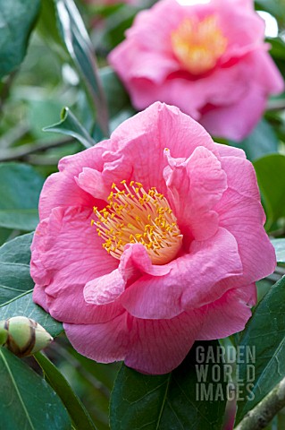CAMELLIA_JAPONICA_LUCY_HESTER