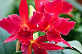 ORCHID RED