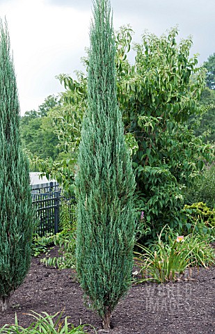 JUNIPERUS_SCOPULORUM_BLUE_ARROW