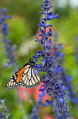 SALVIA_WITH_BUTTERFLY