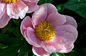 PAEONIA LOVELY ROSE