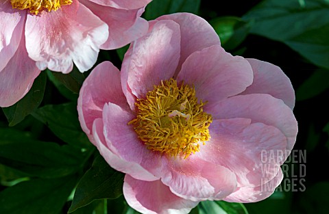 PAEONIA_LOVELY_ROSE