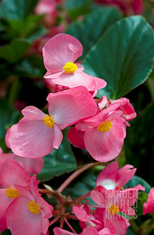 BEGONIA_WHOPPER_PINK_WITH_GREEN_LEAF