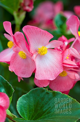 BEGONIA_WHOPPER_PINK_WITH_GREEN_LEAF