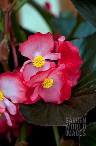 BEGONIA_WHOPPER_RED_WITH_BRONZE_LEAF