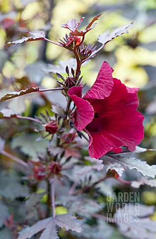 HIBISCUS_ACETOSELLA_MAHOGANY_SPLENDOR