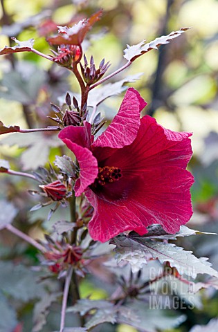 HIBISCUS_ACETOSELLA_MAHOGANY_SPLENDOR