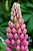 LUPINUS CAMELOT ROSE