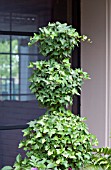 HEDERA TOPIARY