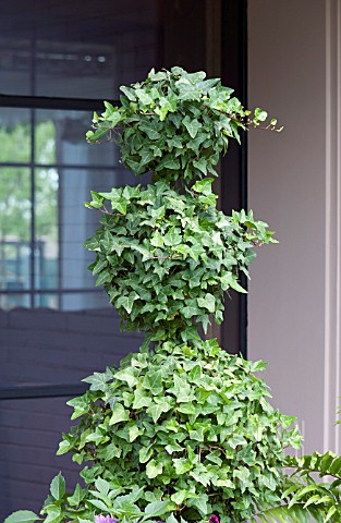 HEDERA_TOPIARY