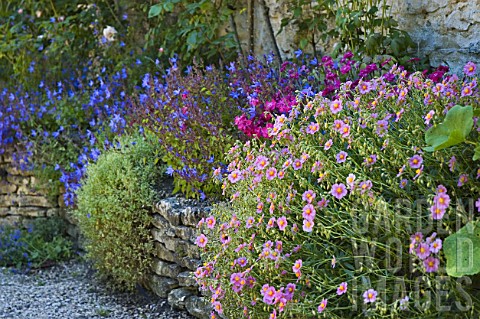Campanula_Aubrieta_and_Dianthus_flowering_in_rockery_France