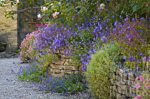 Campanula_Aubrieta_and_Dianthus_flowering_in_rockery_France