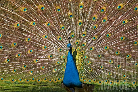 Pavo_cristatus_Blue_Male_Peacock_fan_of_feathers_displayed