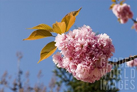 Prunus_serrulata_Kazan