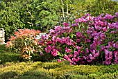 Pink Rhododendron in flower in April, France