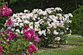 White Rosa (rose) bush