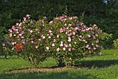 Rose bushes in flower, France