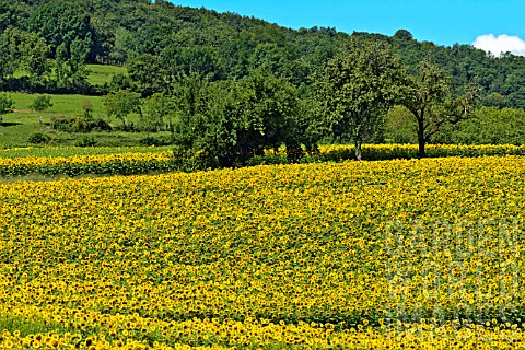 Field_of_Sunflowers_in_bloom__France