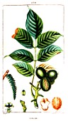 Botanical drawing of Juglans regia (walnut tree branch)