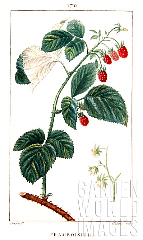 Botanical_drawing_of_Rubus_idaeus_raspberry
