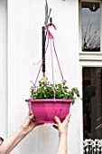 Making of a flowered hanging basket in a garden
