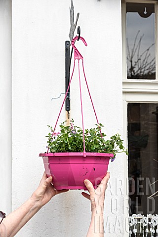 Making_of_a_flowered_hanging_basket_in_a_garden