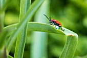 Lily beetle in a garden
