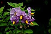 Solanum tuberosum Ratte in bloom