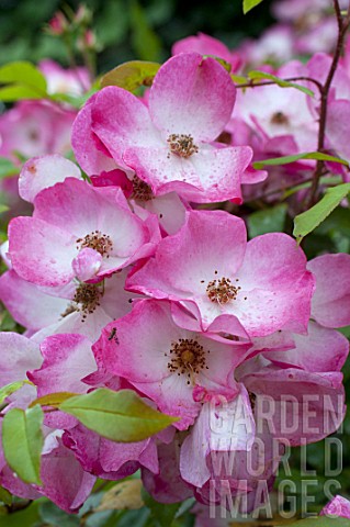 Rosa_Rusa_in_bloom_in_a_garden