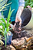 Planting Agapanthus umbellatus (Nile Lily) in a garden